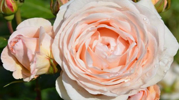 rosa